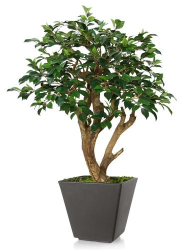 Ficus Retusa Robustina 